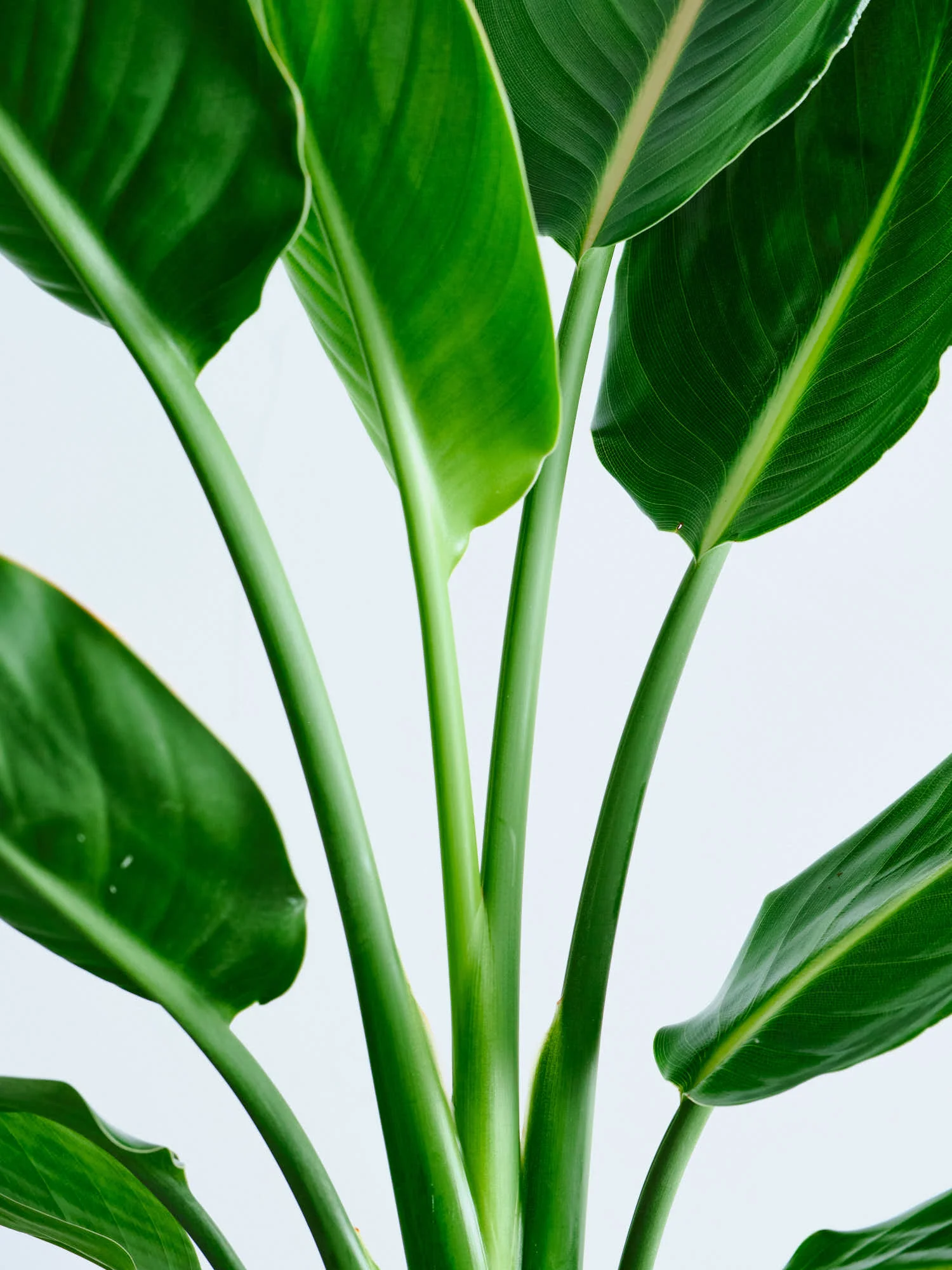 ストレリチア・レギネ