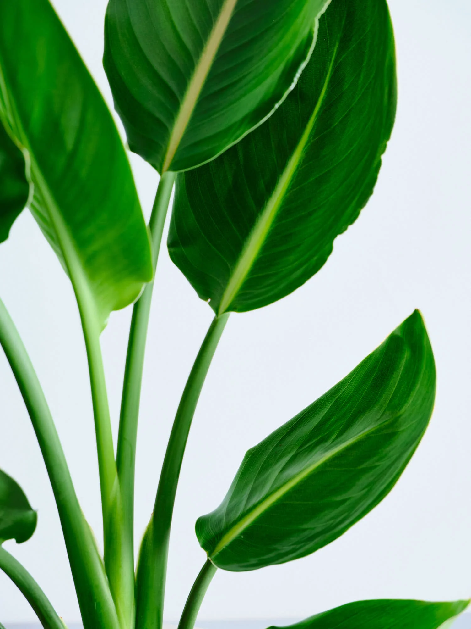 ストレリチア・レギネ