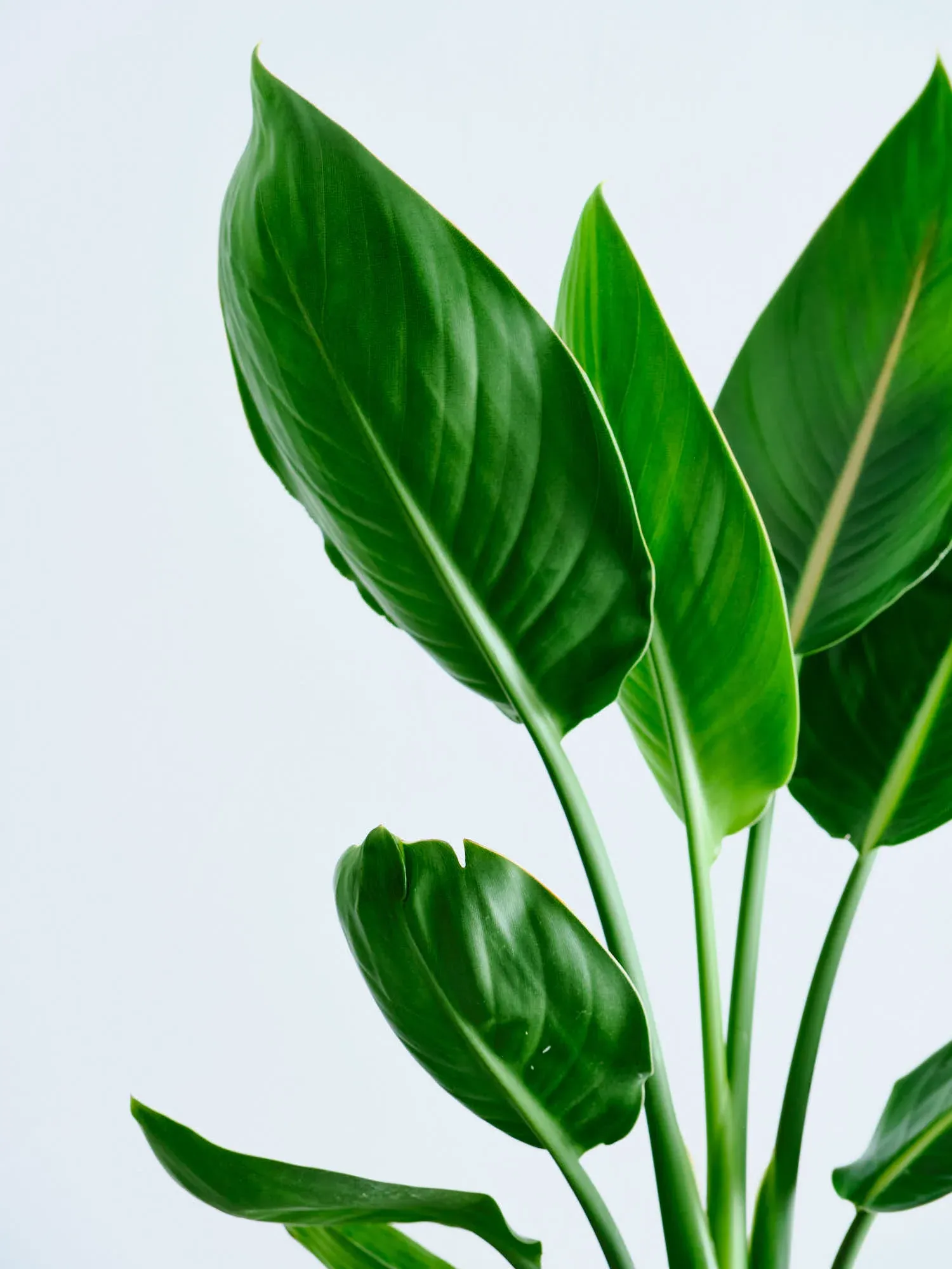 ストレリチア・レギネ