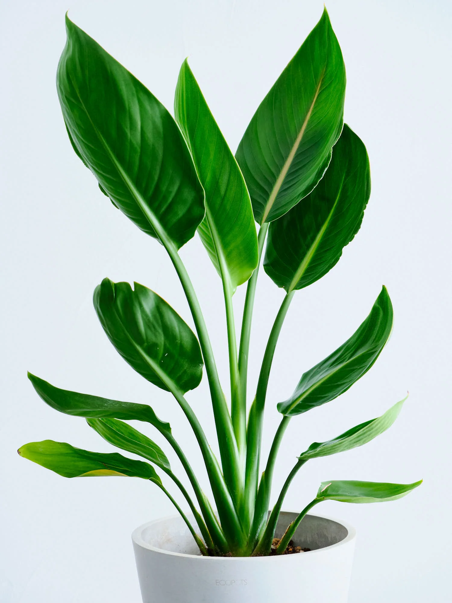 ストレリチア・レギネ