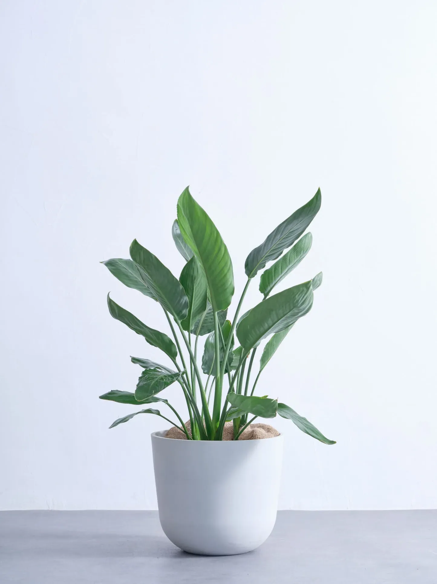 ストレリチア・レギネ