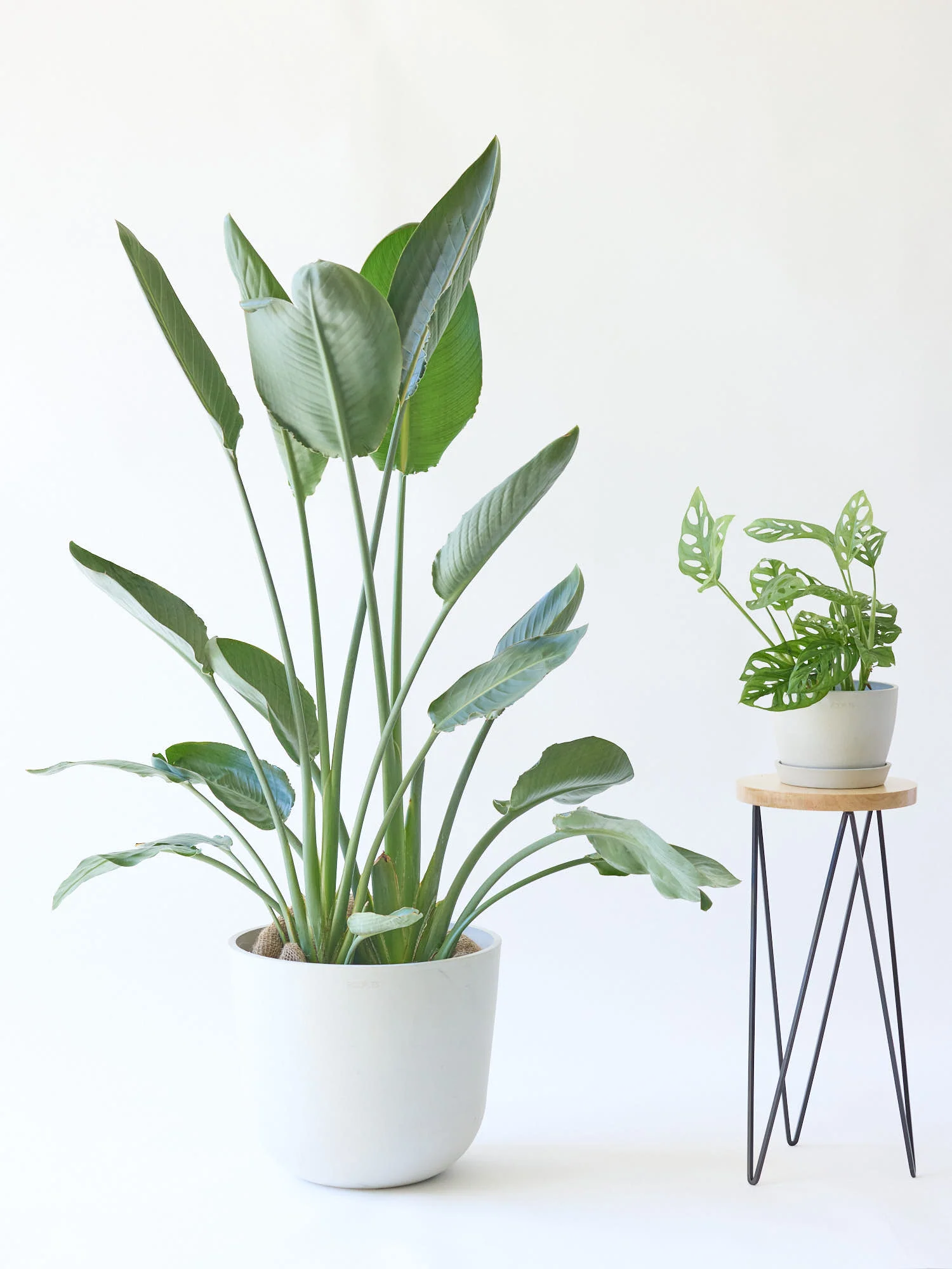 ストレリチア・レギネ