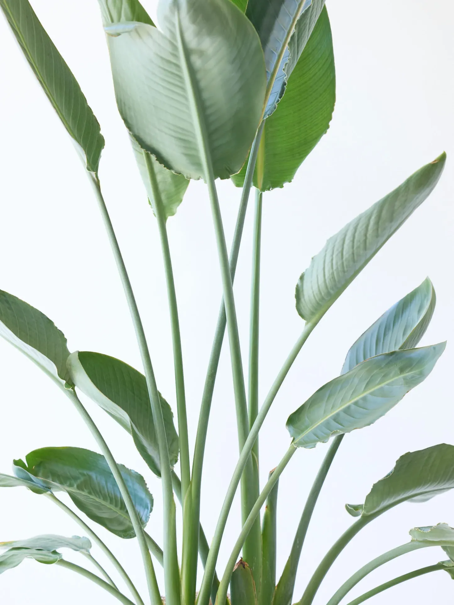 ストレリチア・レギネ