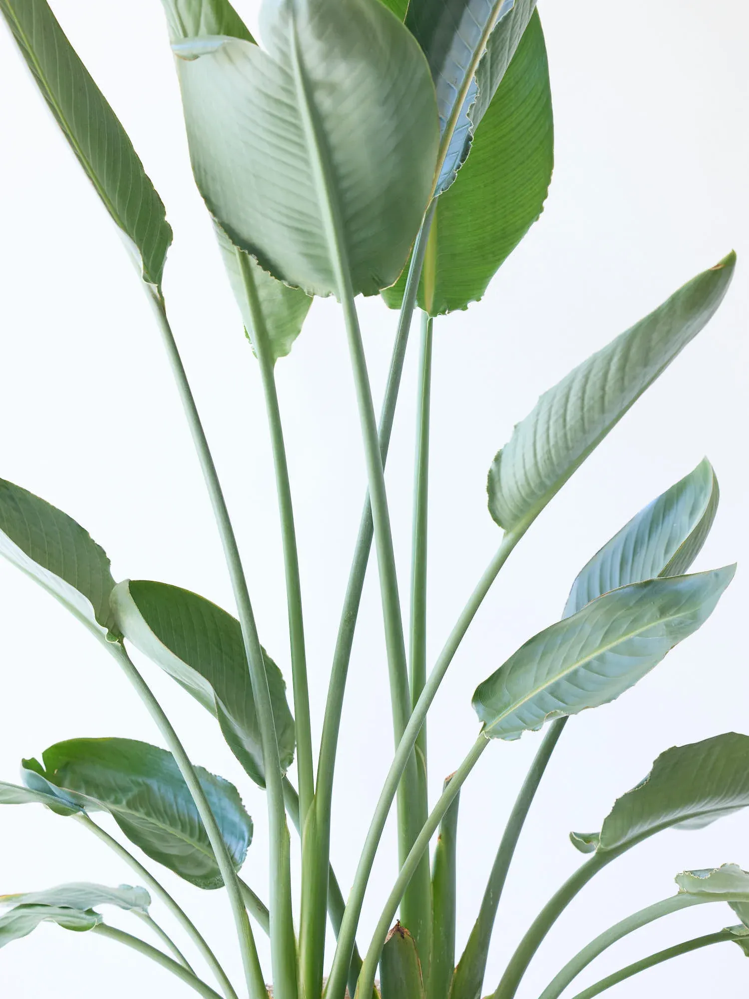 ストレリチア・レギネ