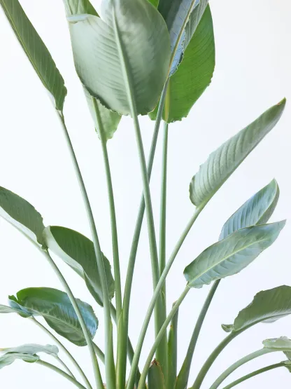 ストレリチア・レギネ