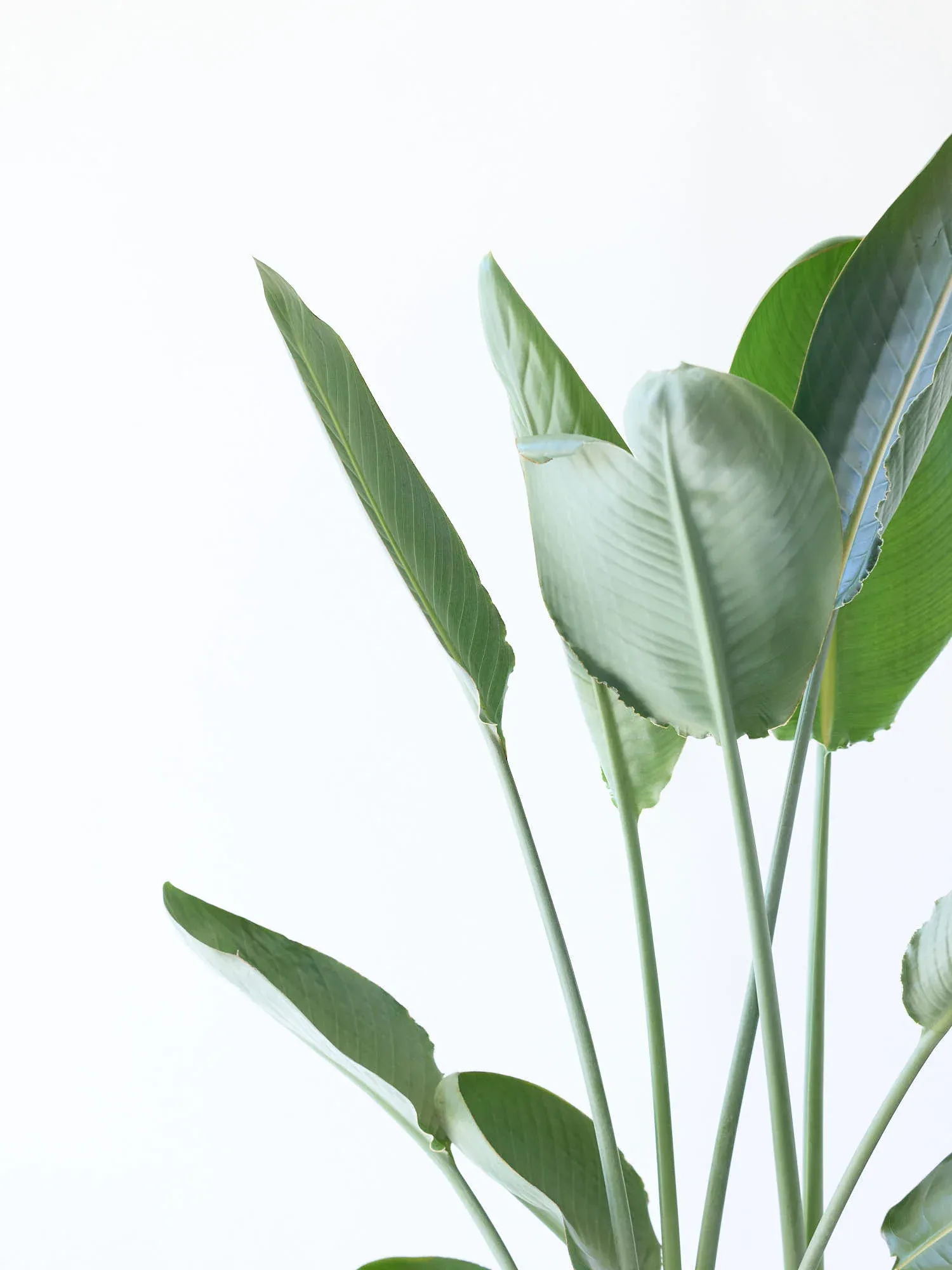 ストレリチア・レギネ