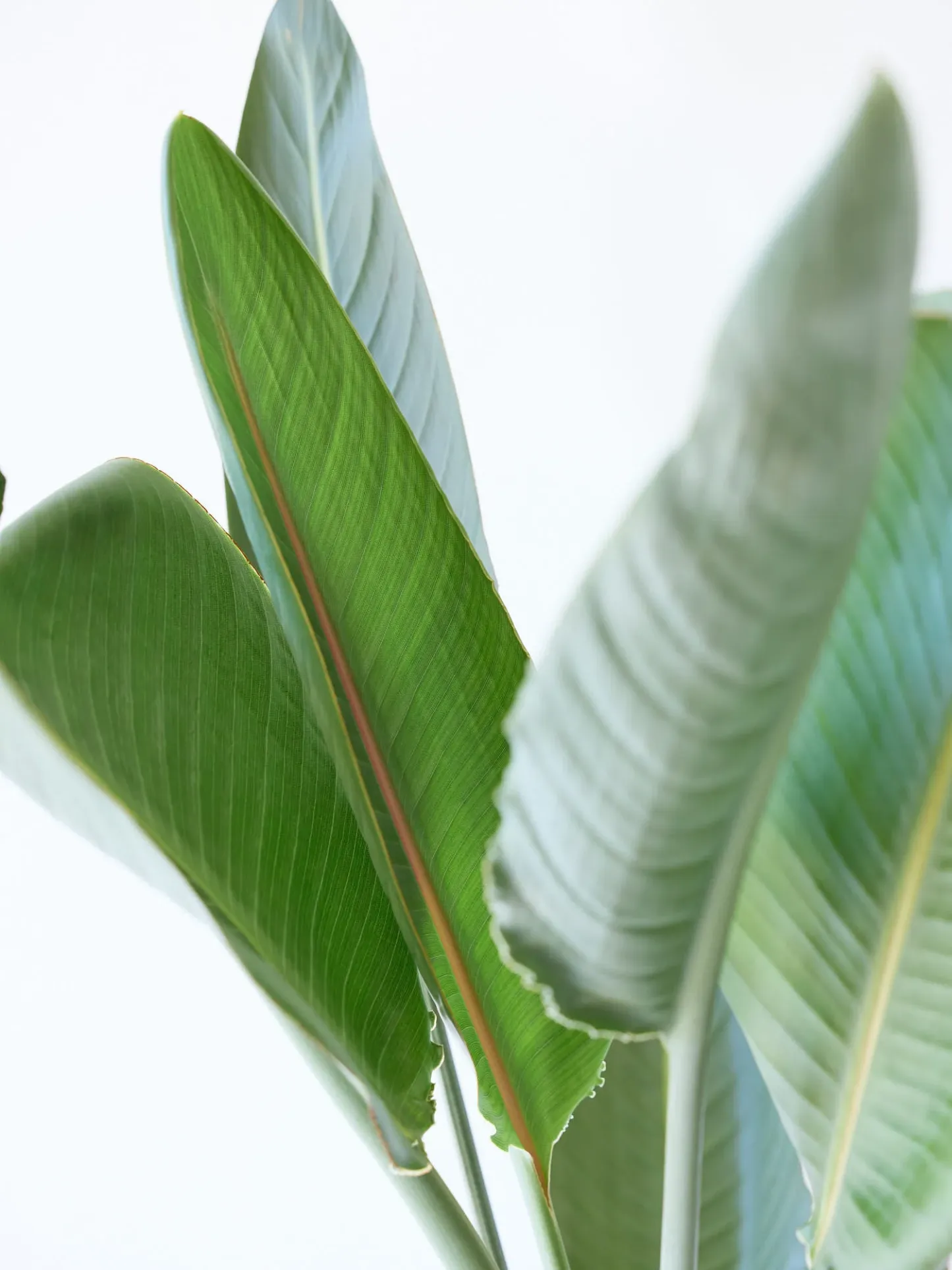 ストレリチア・レギネ