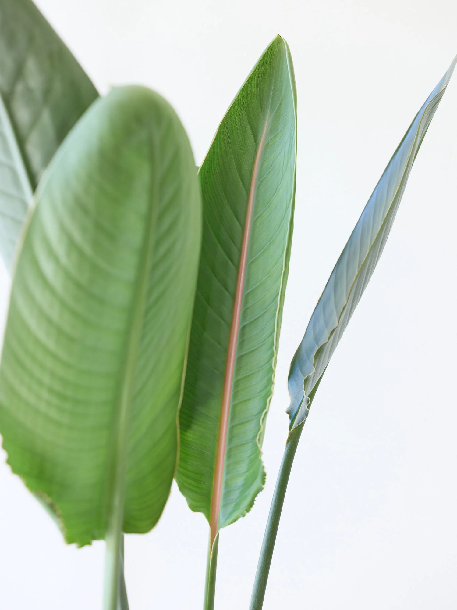 ストレリチア・レギネ