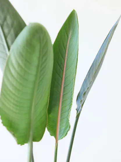 ストレリチア・レギネ