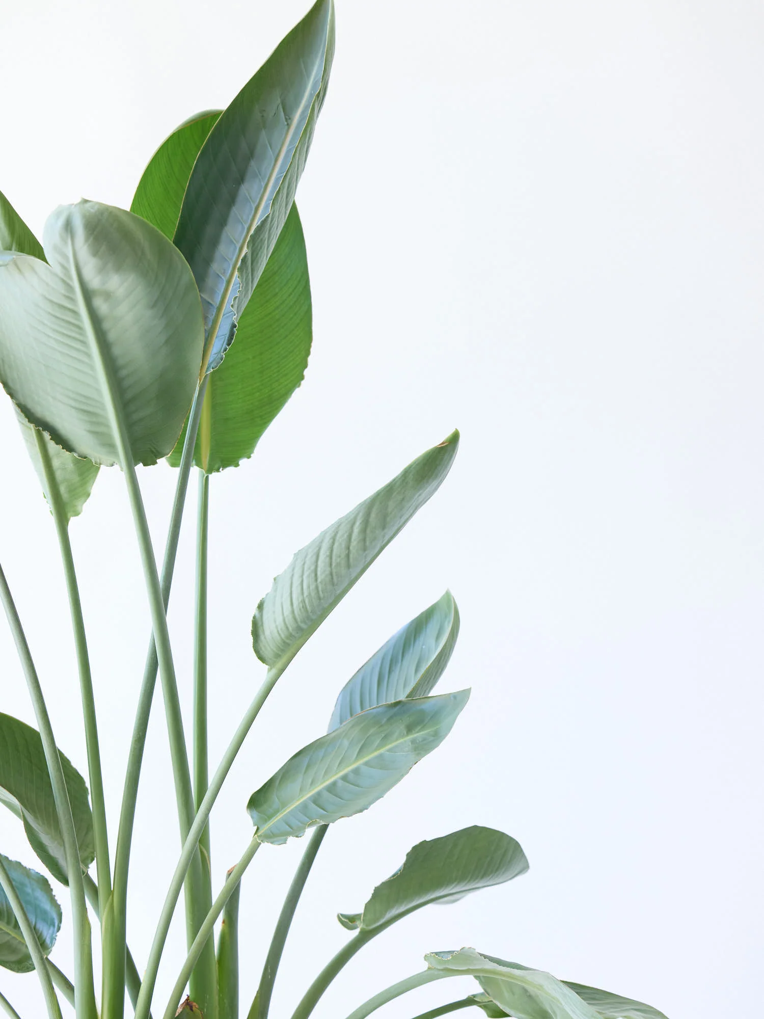 ストレリチア・レギネ