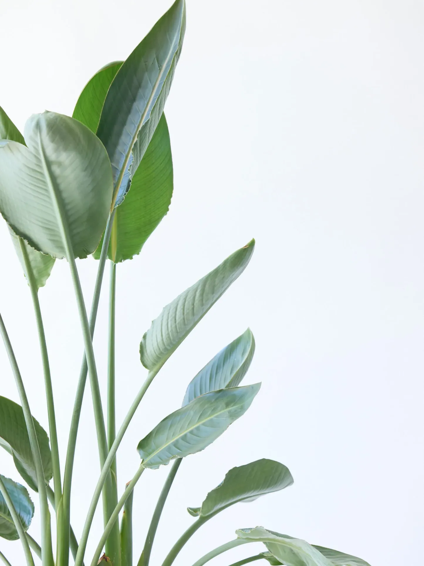 ストレリチア・レギネ