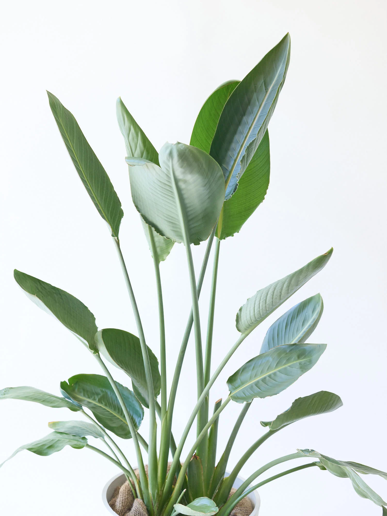 ストレリチア・レギネ