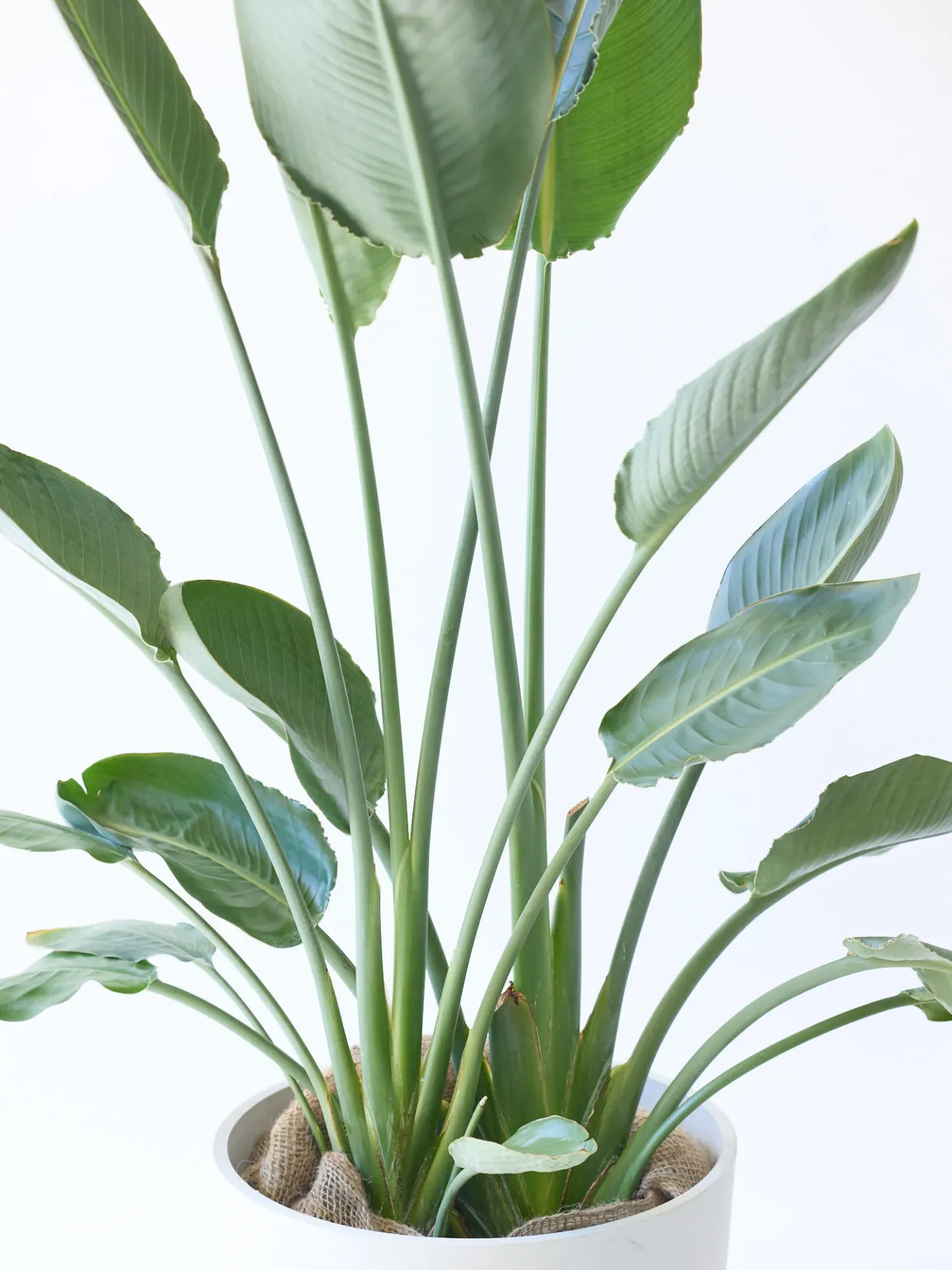 ストレリチア・レギネ