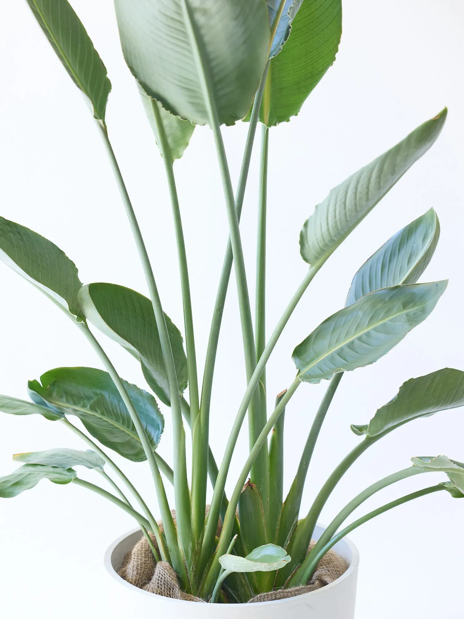 ストレリチア・レギネ