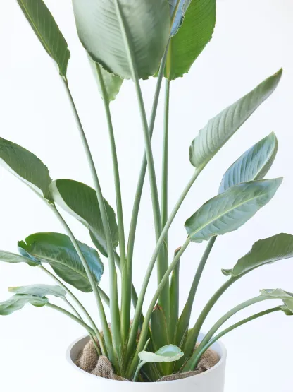 ストレリチア・レギネ