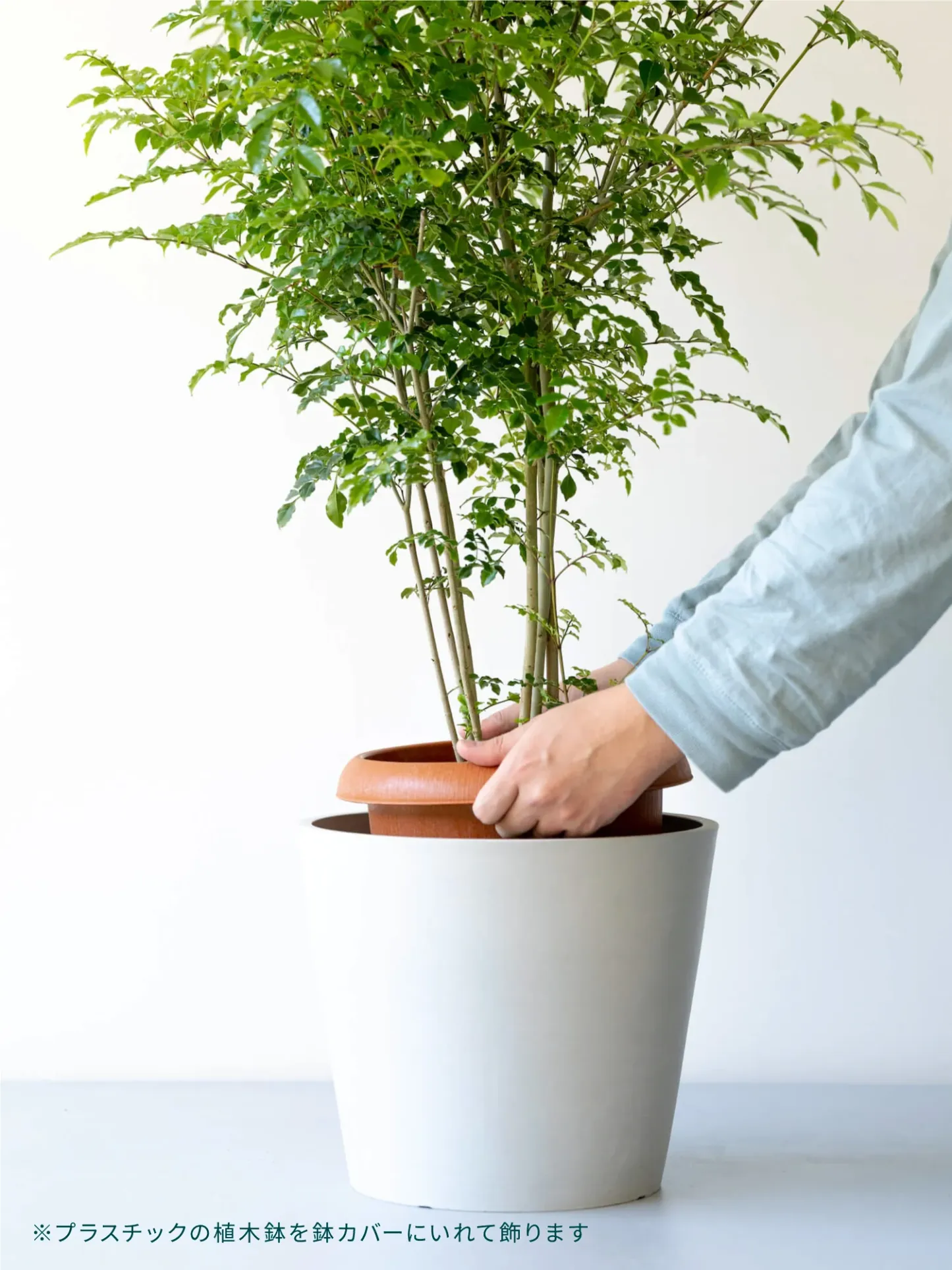 ストレリチア・レギネ