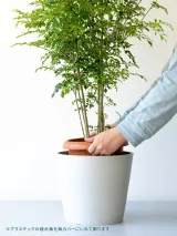 ストレリチア・レギネ