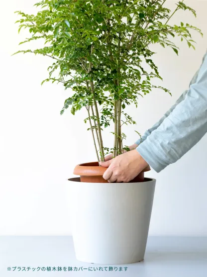 ストレリチア・レギネ