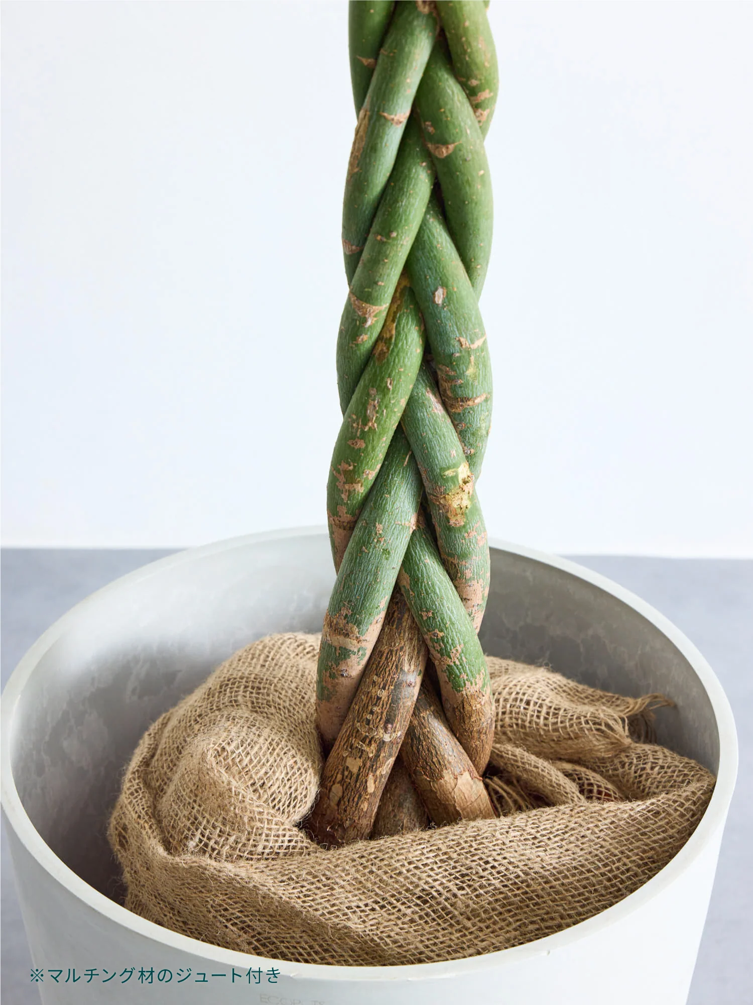 ストレリチア・レギネ