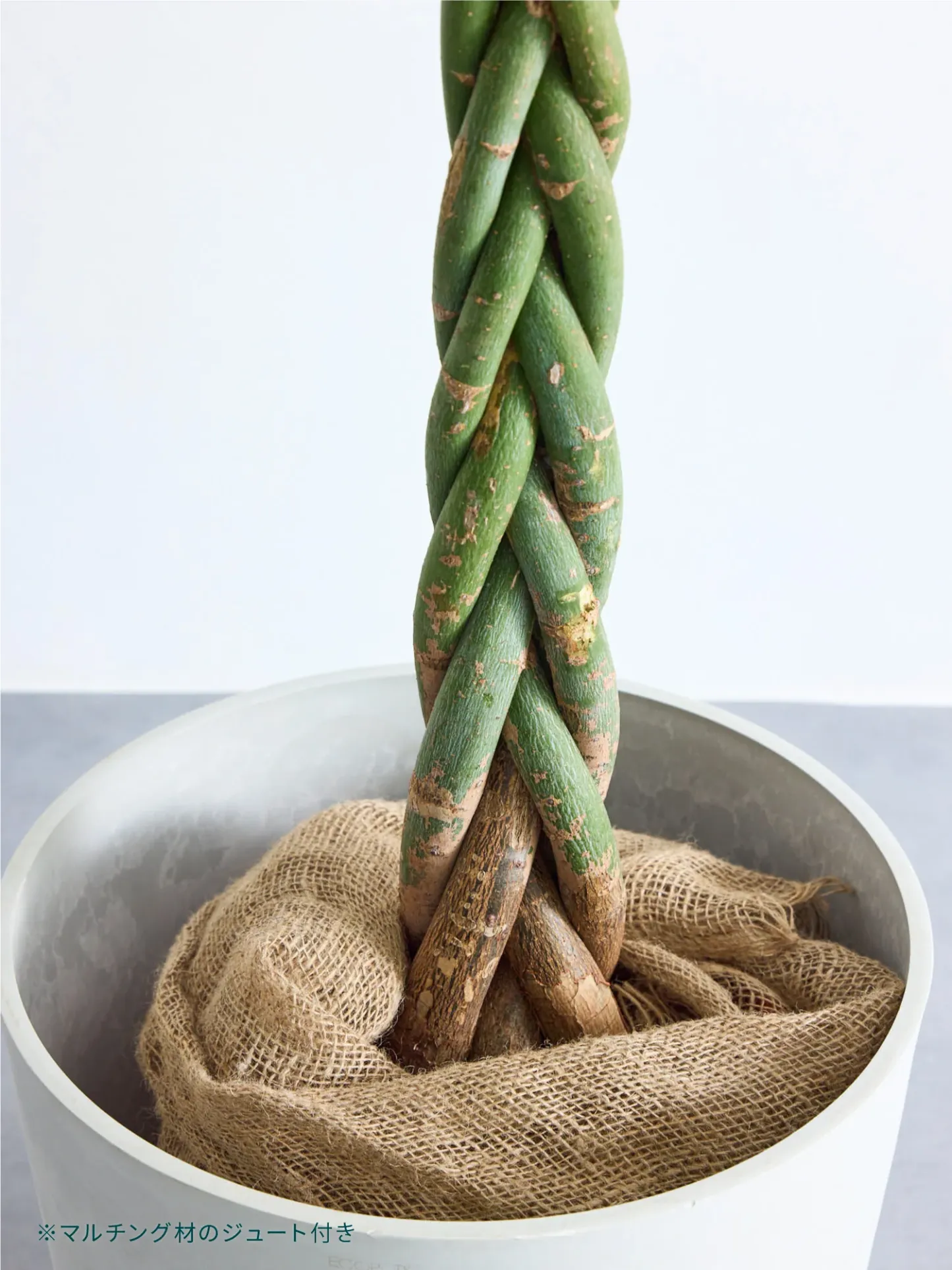 ストレリチア・レギネ