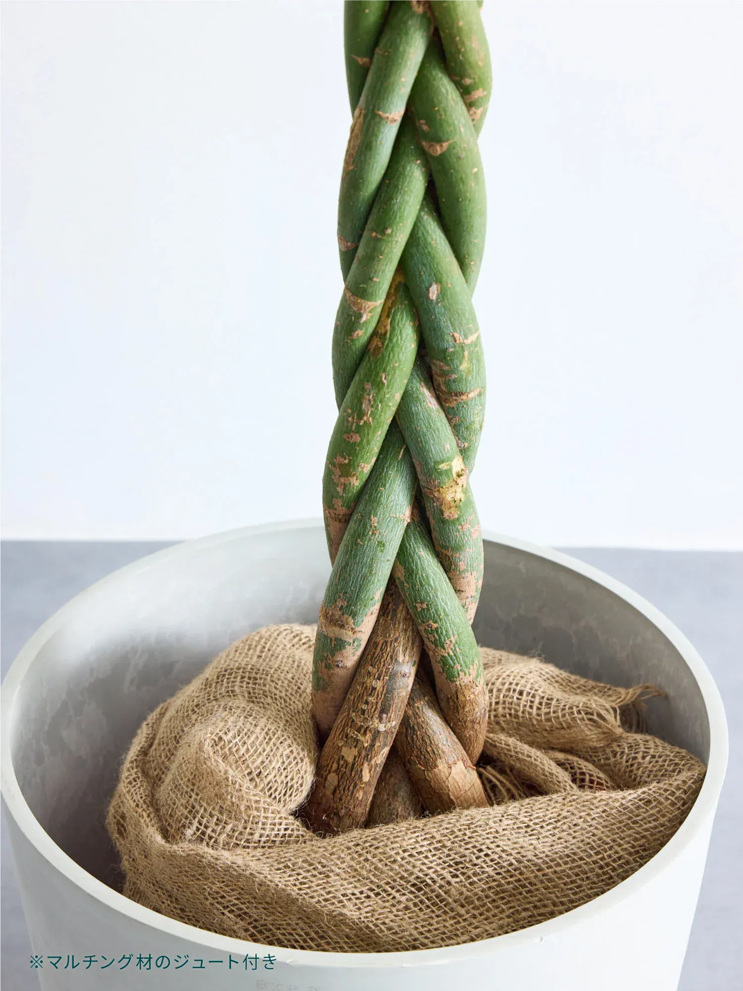 ストレリチア・レギネ