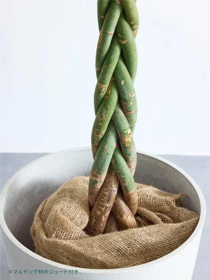 ストレリチア・レギネ