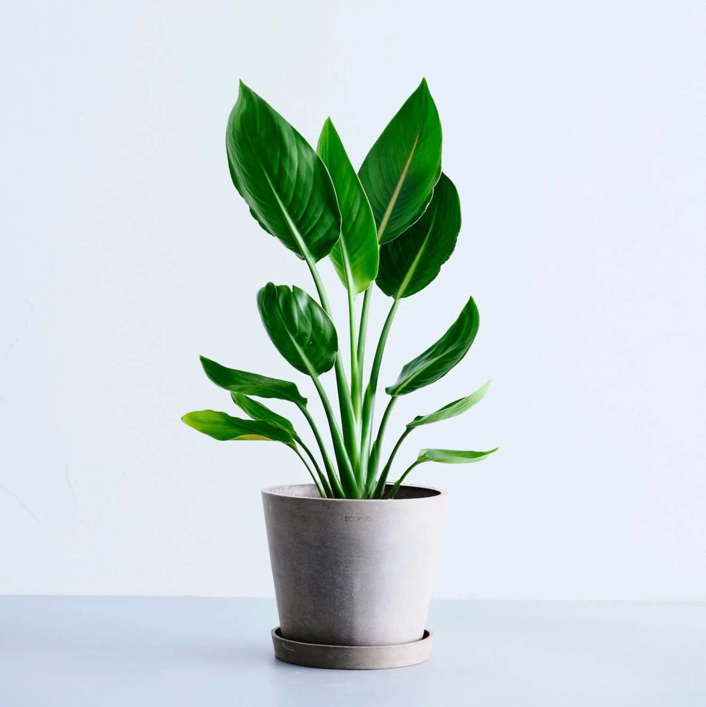 ストレリチア・レギネ