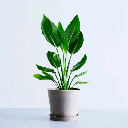 ストレリチア・レギネ