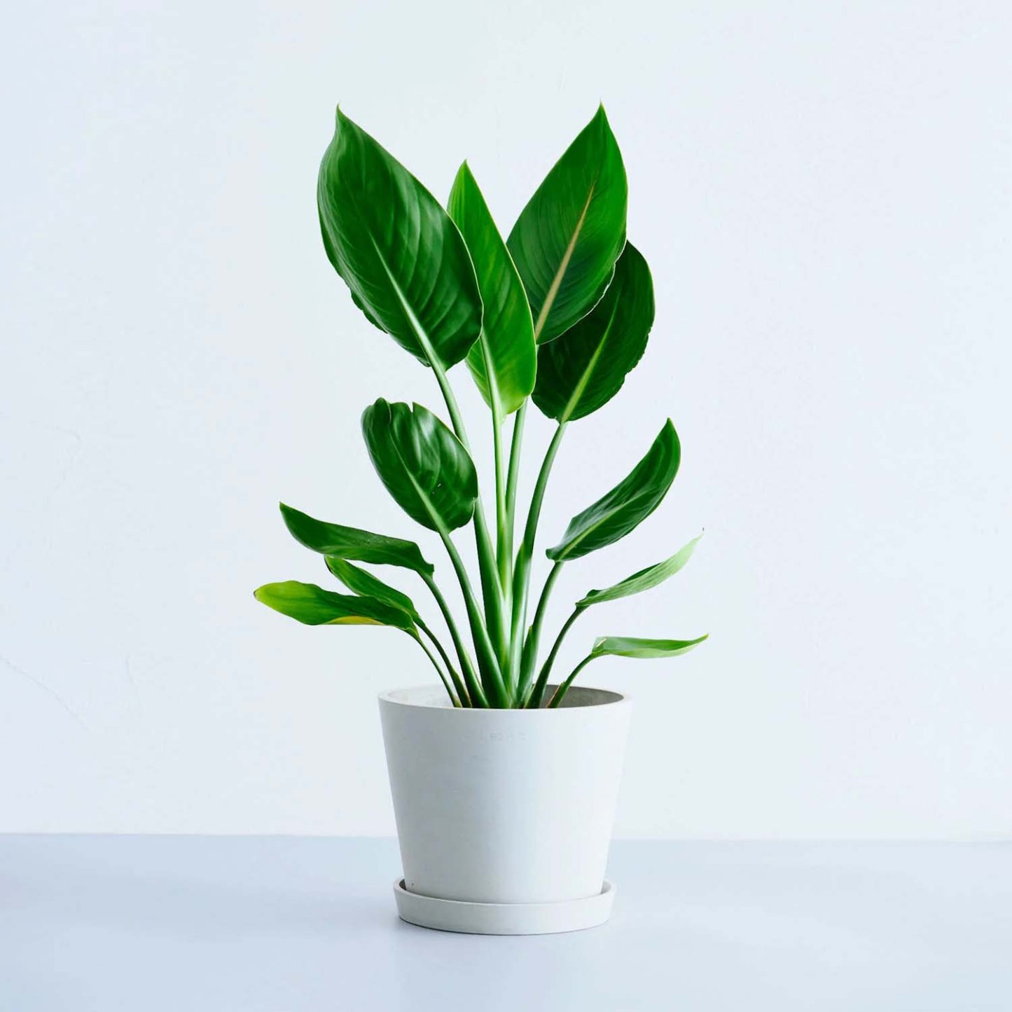 ストレリチア・レギネ