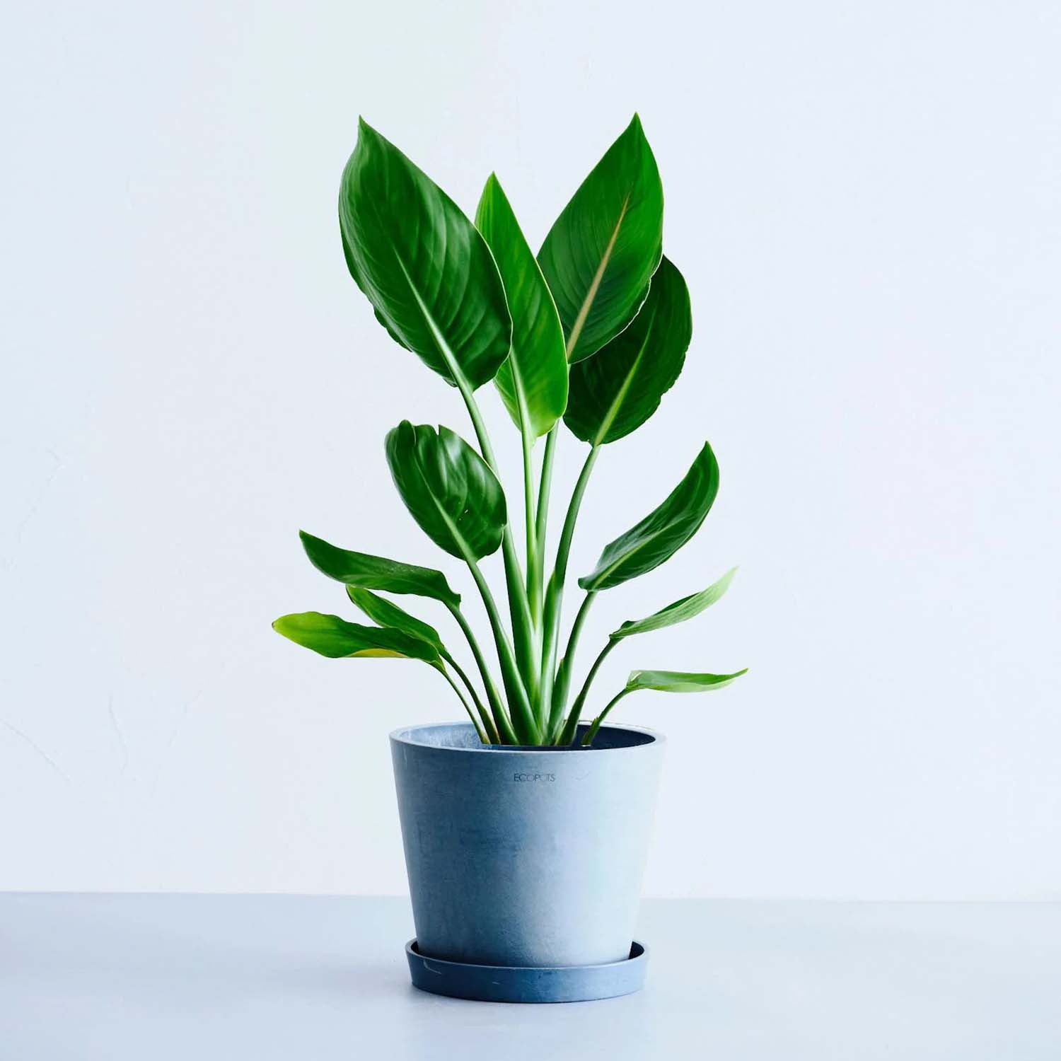 観葉植物 ストレリチア レギネ ストレリチア・レギネ | エキゾチックな雰囲気と風水効果を兼ね備えた