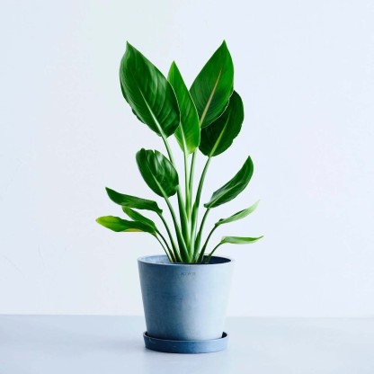 ストレリチア・レギネ