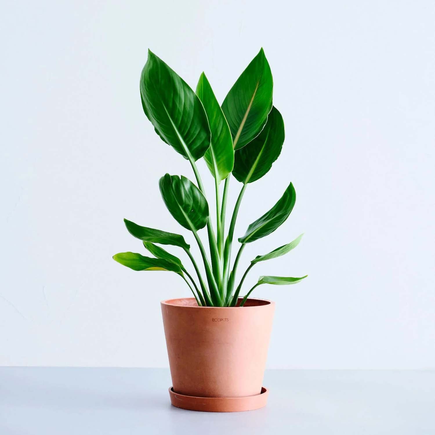 ストレリチア・レギネ