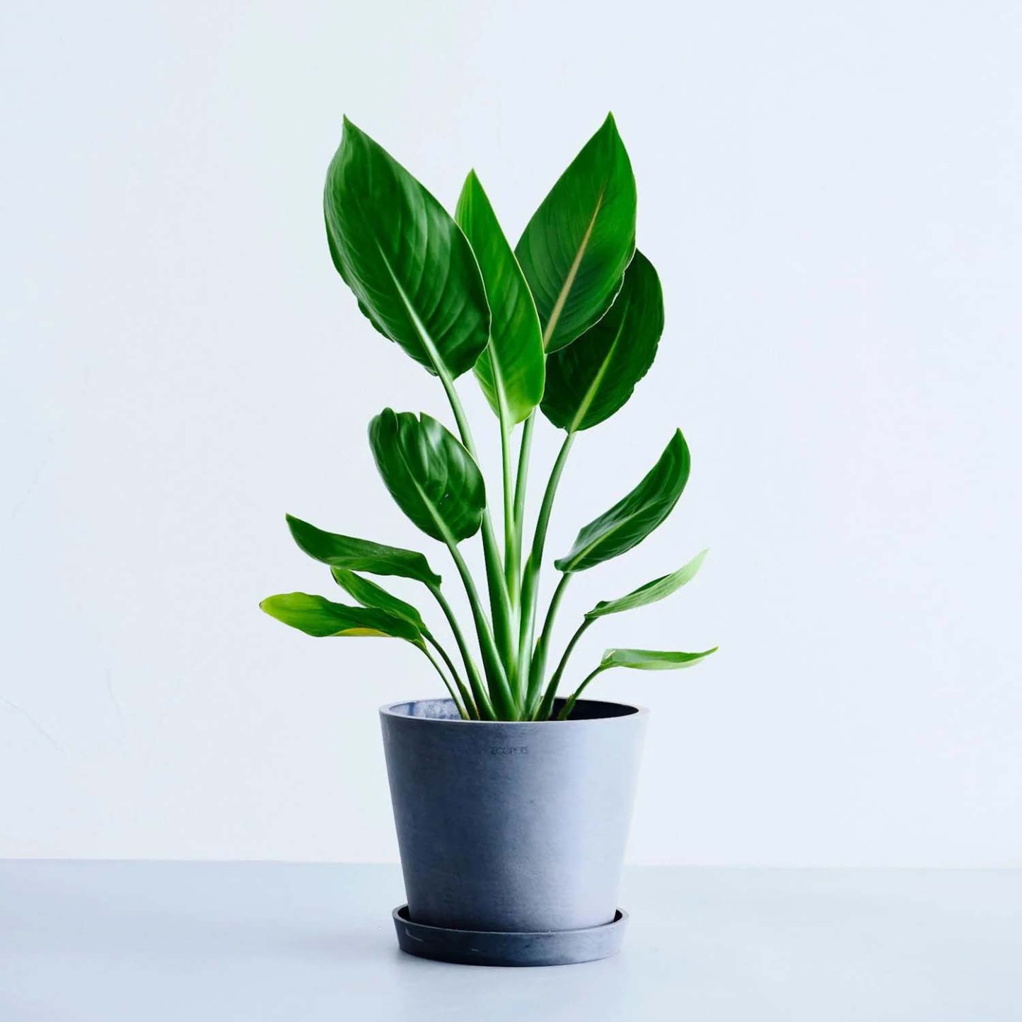 ストレリチア・レギネ