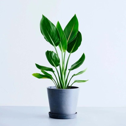 ストレリチア・レギネ