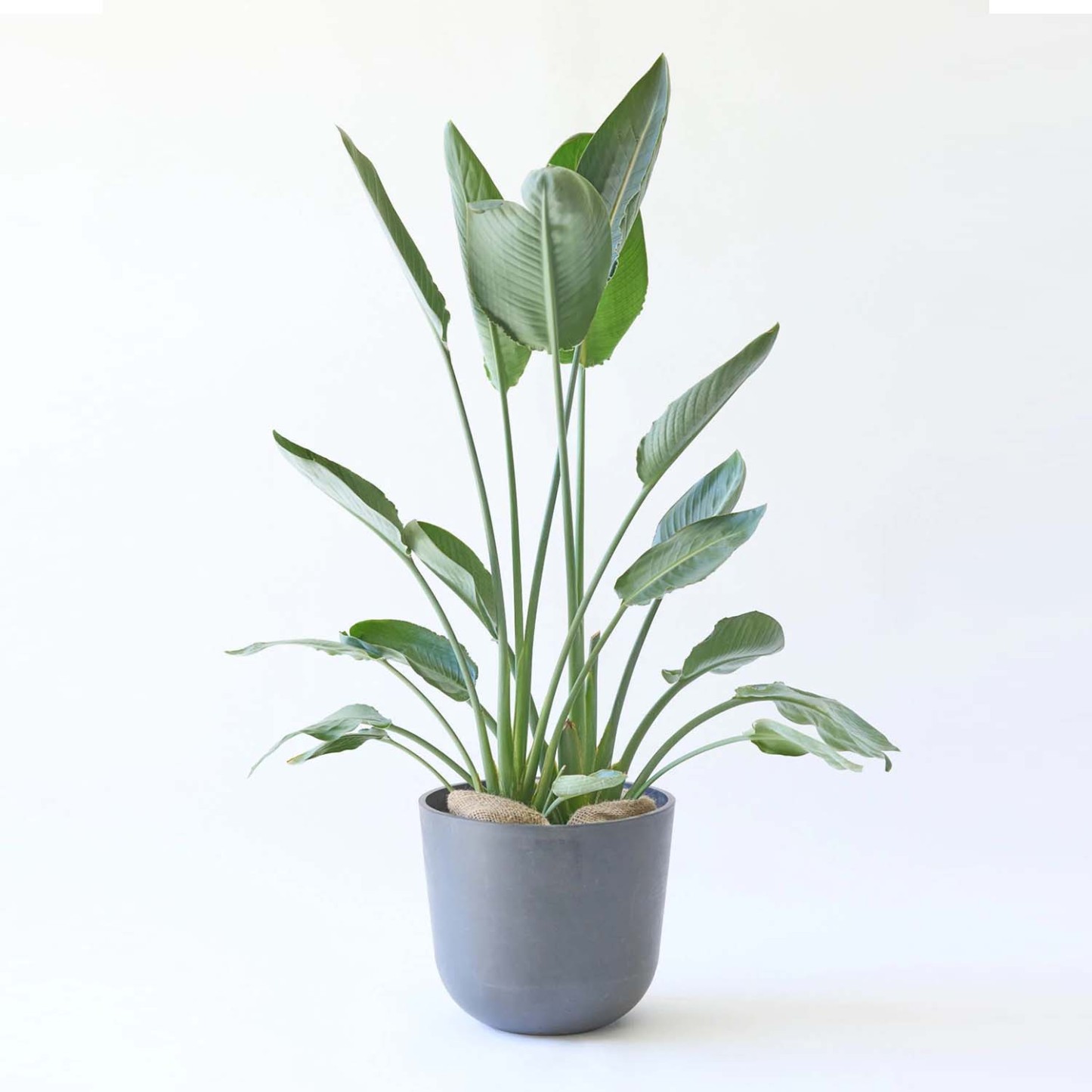 ストレリチア・レギネ