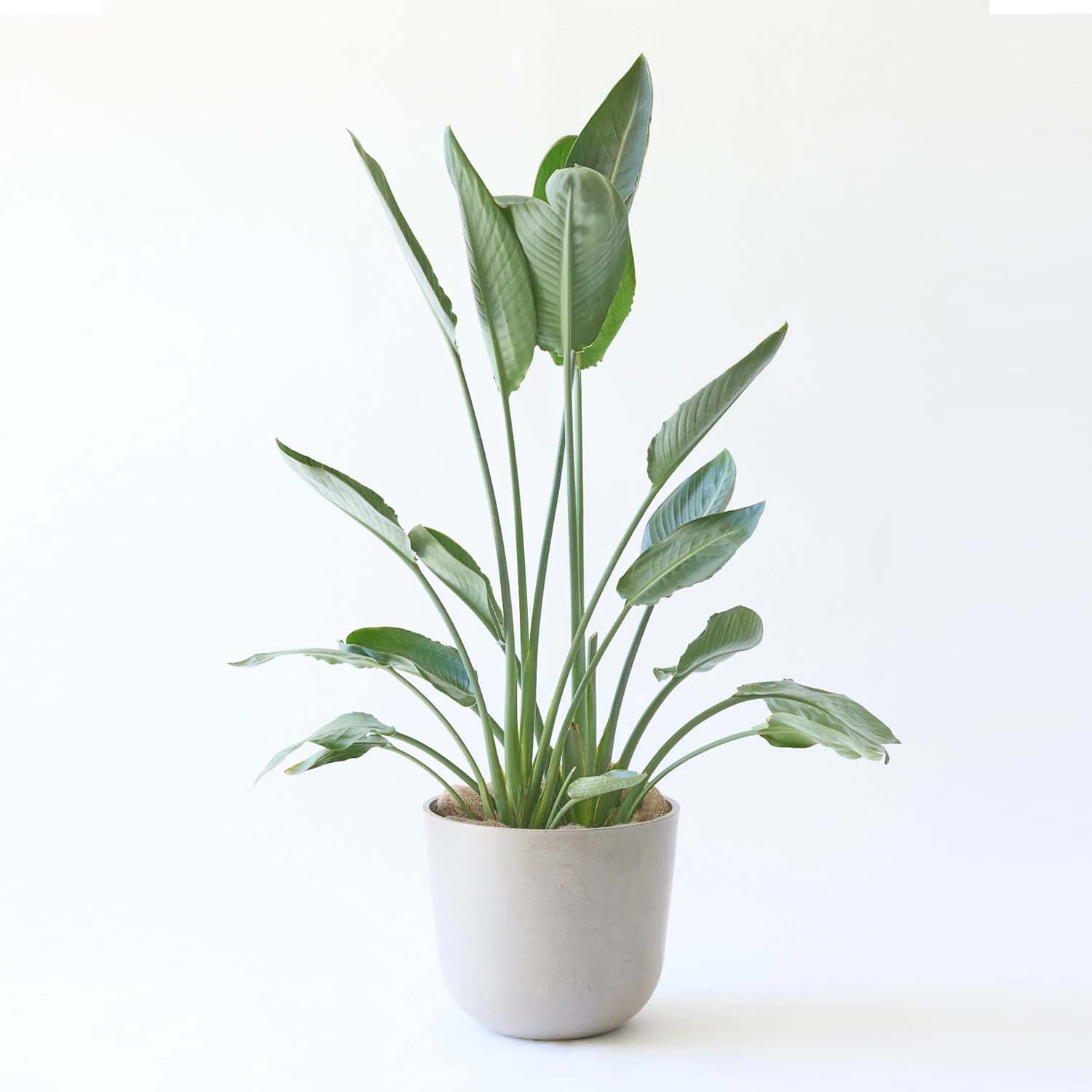 ストレリチア・レギネ