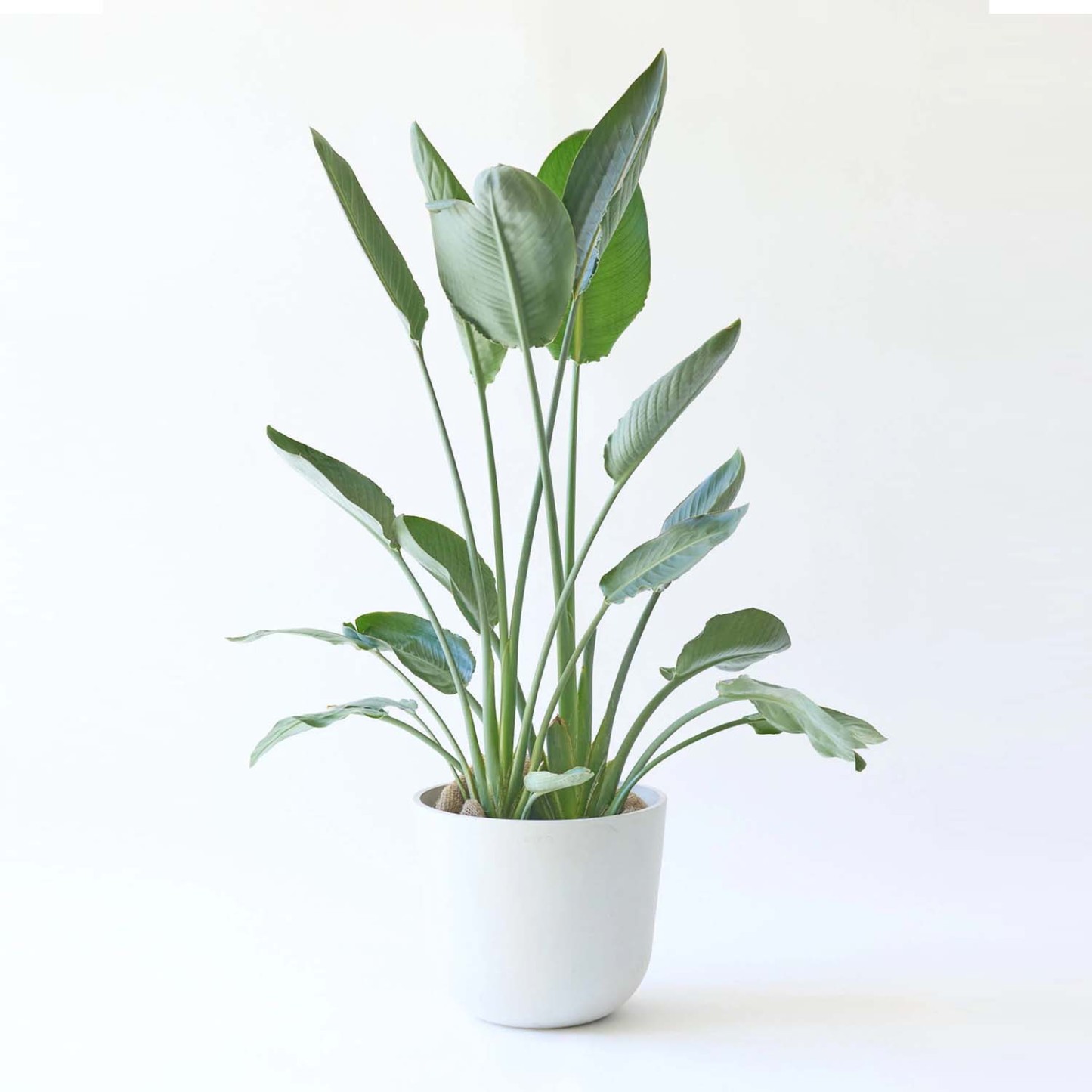 ストレリチア・レギネ