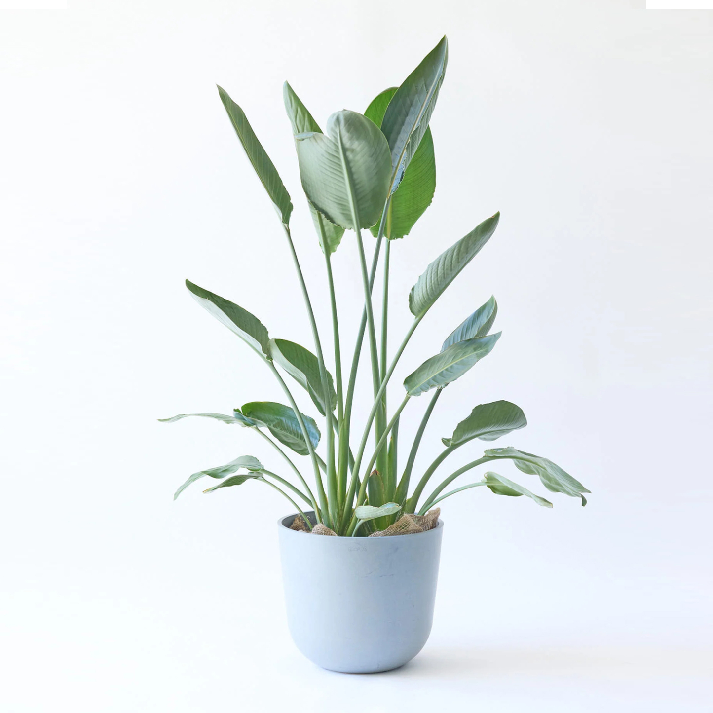 ストレリチア・レギネ