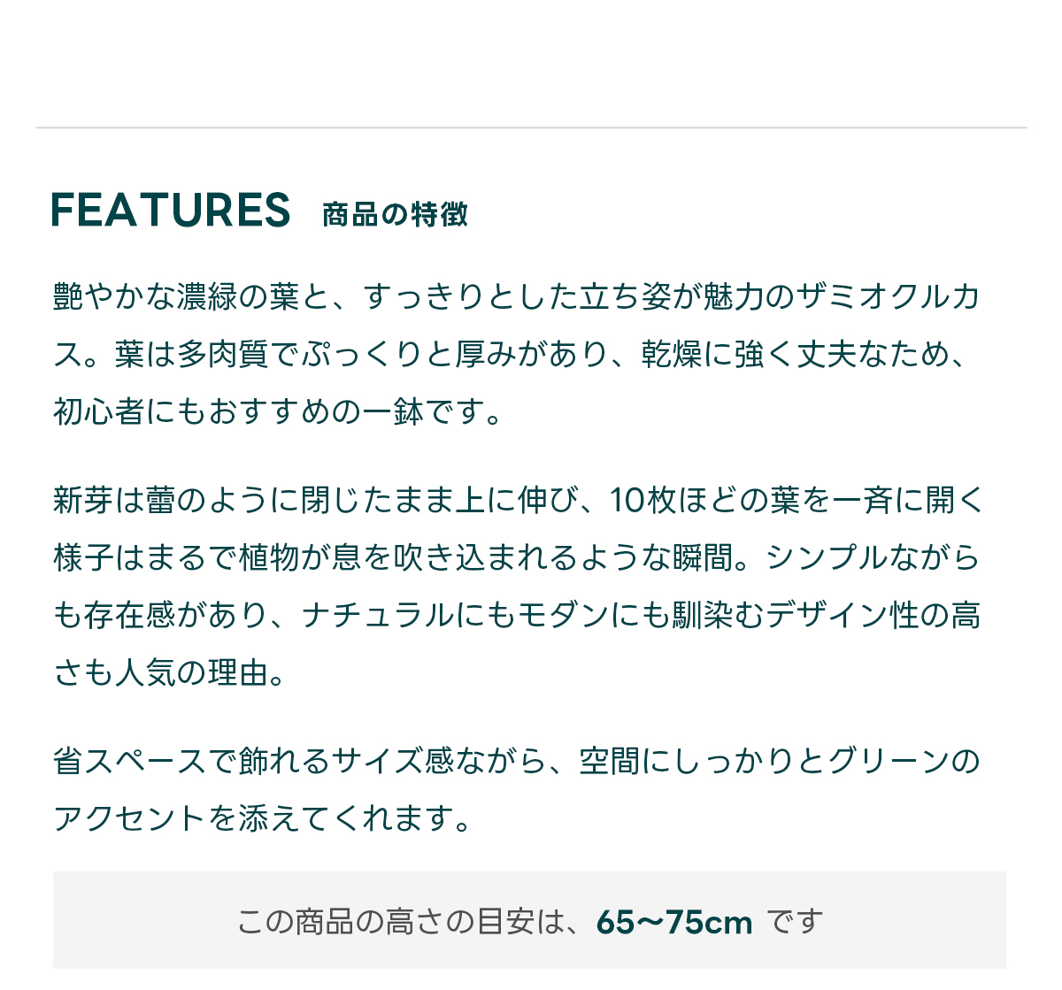 FEATURES商品の特徴 艶やかな濃緑の葉と、すっきりとした立ち姿が魅力のザミオクルカス。葉は多肉質でぷっくりと厚みがあり、乾燥に強く丈夫なため、初心者にもおすすめの一鉢です。  新芽は蕾のように閉じたまま上に伸び、10枚ほどの葉を一斉に開く様子はまるで植物が息を吹き込まれるような瞬間。シンプルながらも存在感があり、ナチュラルにもモダンにも馴染むデザイン性の高さも人気の理由。  省スペースで飾れるサイズ感ながら、空間にしっかりとグリーンのアクセントを添えてくれます。  この商品の高さの目安は、 65〜75cm です