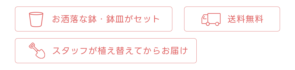 お洒落な鉢・鉢皿がセット 送料無料 スタッフが植え替えてからお届け