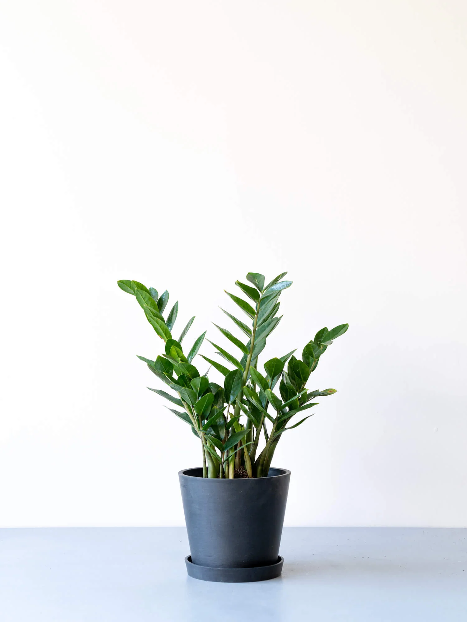 ザミオクルカス 大型 ザミオクルカス | 初心者でも育てやすい耐乾性観葉植物 – CAGUUU