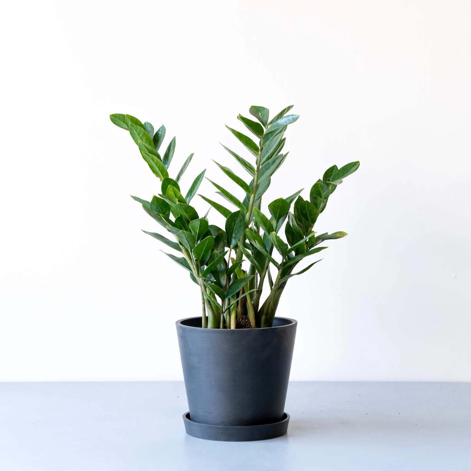 ザミオクルカス | 初心者でも育てやすい耐乾性観葉植物 – CAGUUU