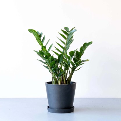 ザミオクルカス