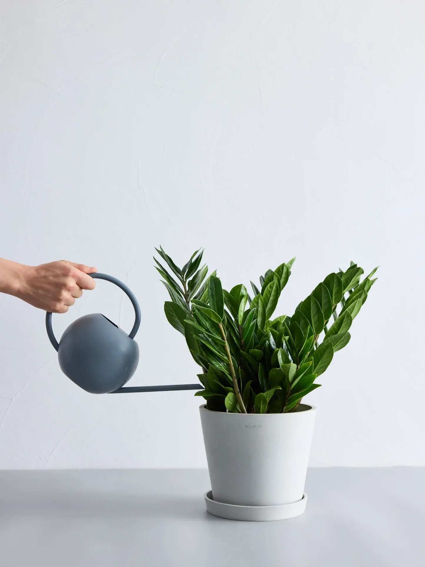 ザミオクルカス