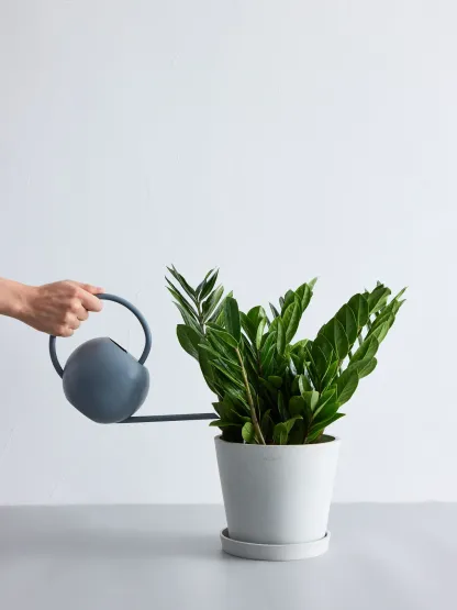 ザミオクルカス