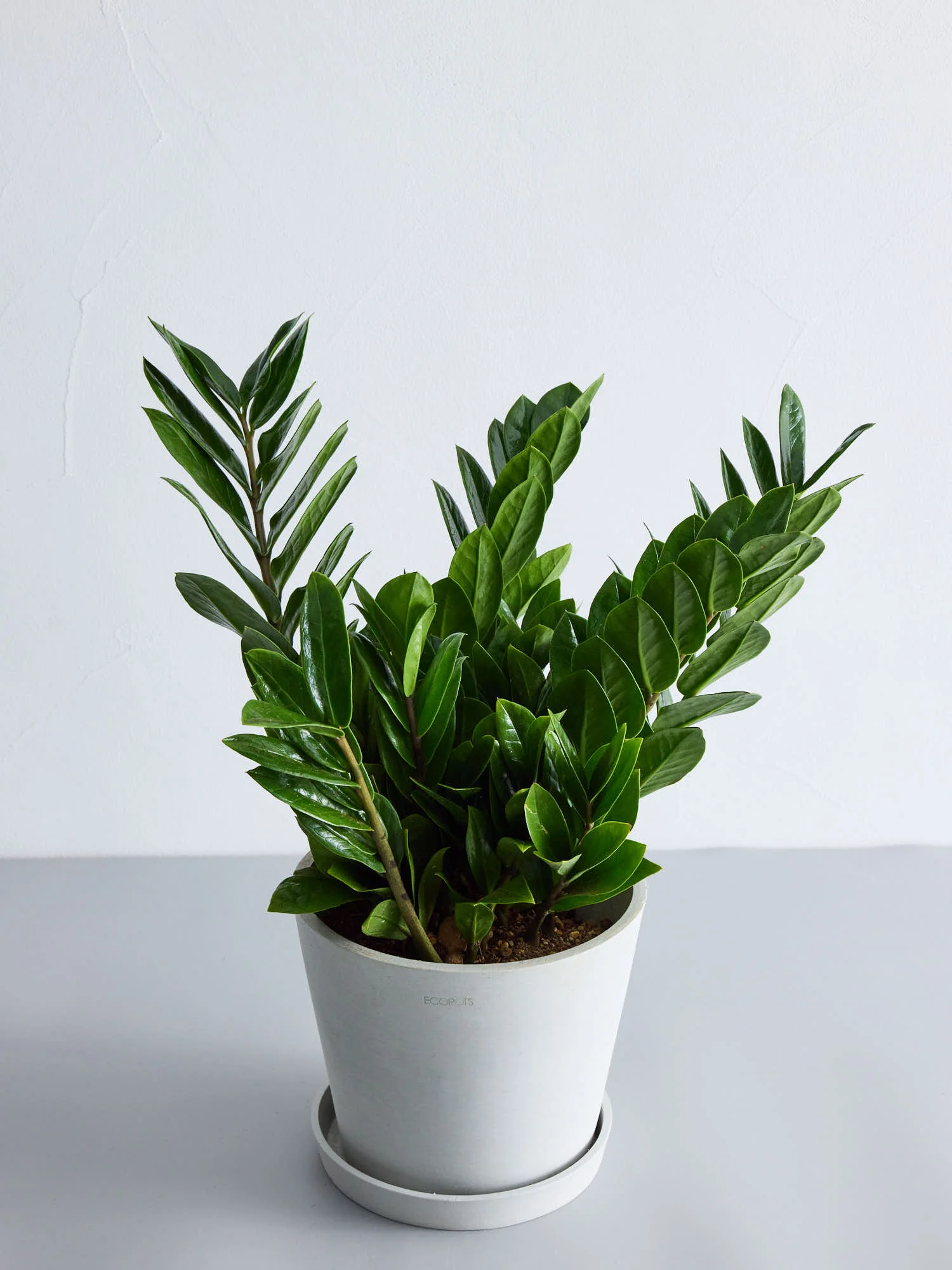 ザミオクルカス | 初心者でも育てやすい耐乾性観葉植物 – CAGUUU
