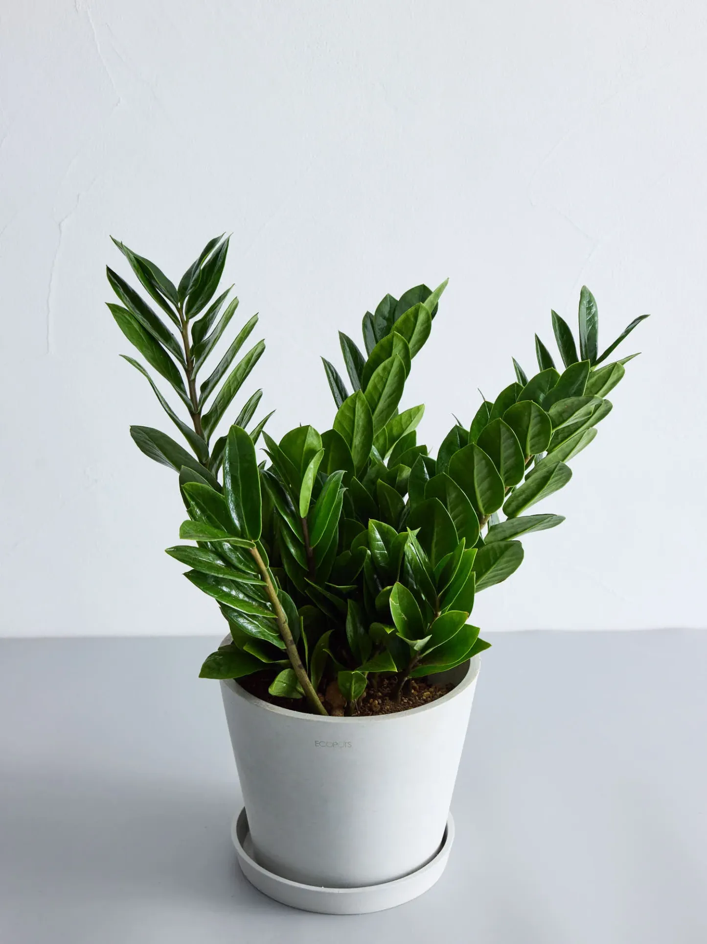 ザミオクルカス