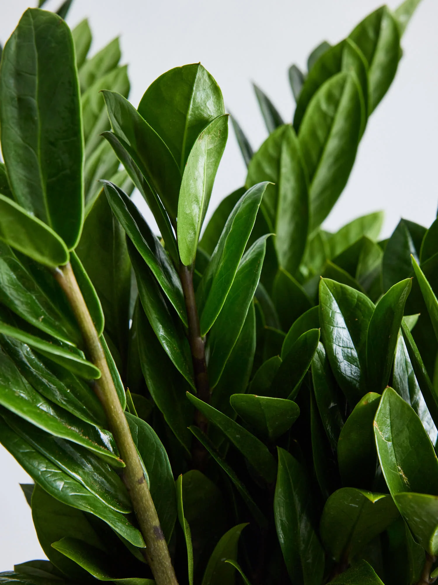 ザミオクルカス