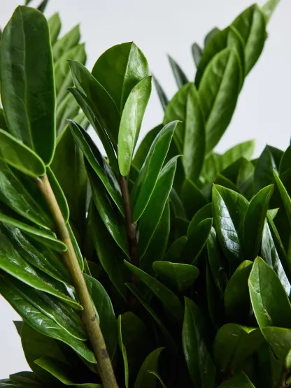 ザミオクルカス