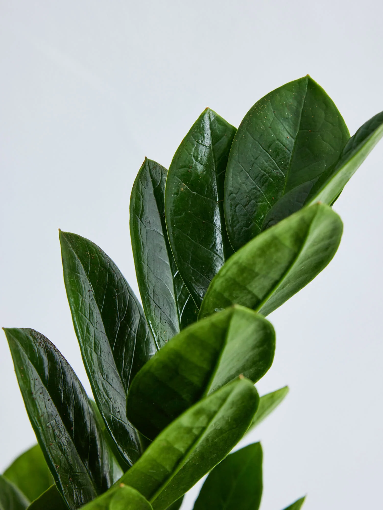 ザミオクルカス